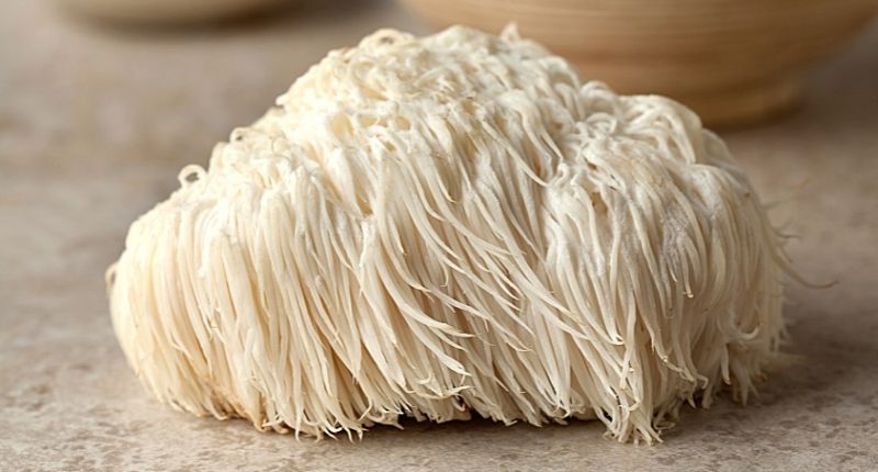 how to use lions mane mushrooms for health and where to buy