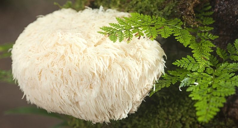 lion's mane mushrooms for adults and mental health