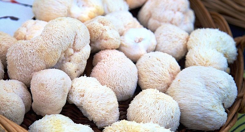 the benefits of lion's mane mushrooms for men and women